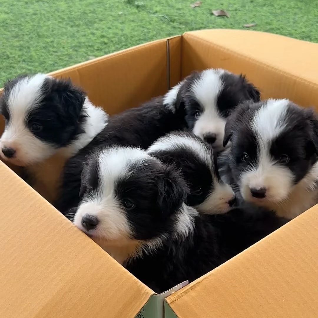黑白边牧幼犬边牧金边陨石边牧棕色边牧边境牧羊犬可爱